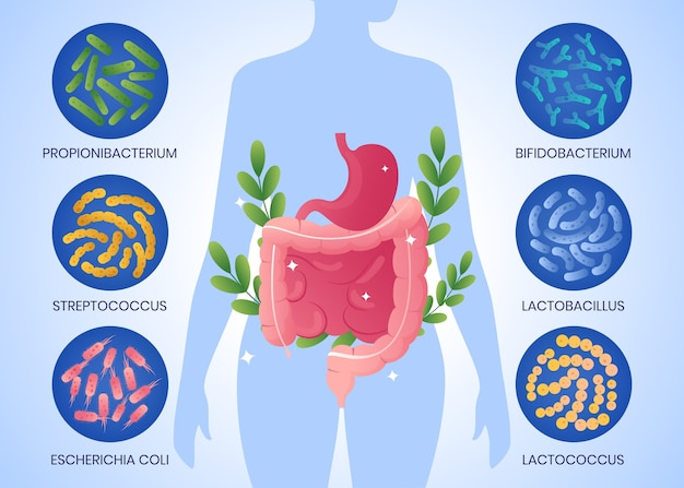 Types of gut bacteria that affect digestion and weight loss