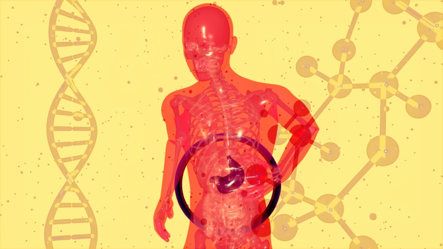 Illustration showing visceral fat reduction and metabolic activity in the human body
