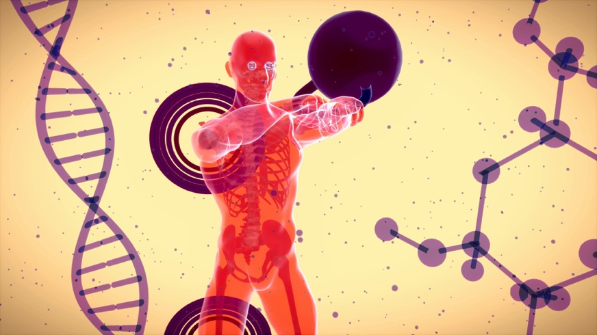 Visual representation of muscle preservation and fat loss during peptide therapy