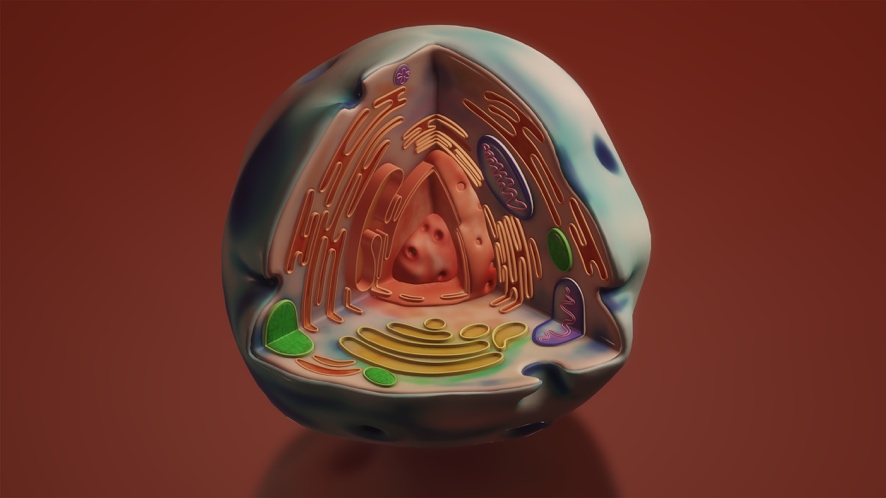 Illustration of mitochondria producing cellular energy inside human cells