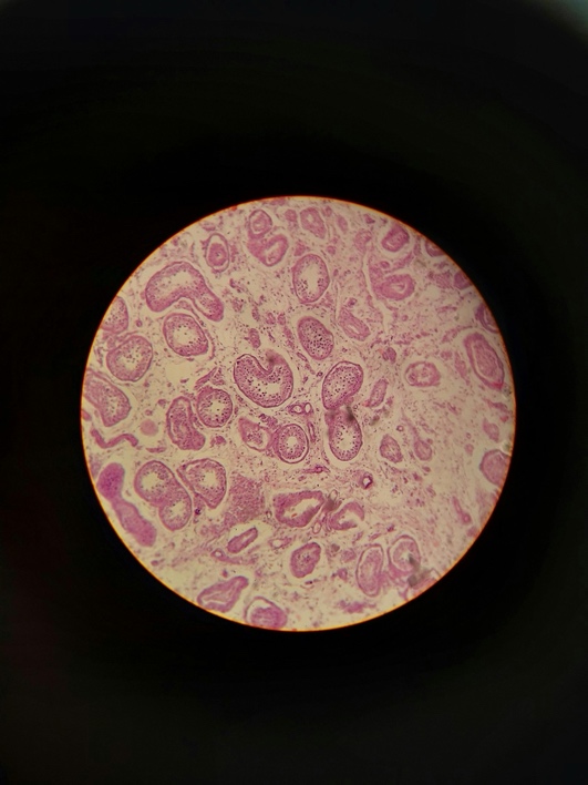 Illustration of BPC-157 and GHK-Cu peptides supporting tissue repair and cellular regeneration